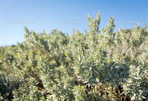 Saltbush Stock Photo by ©THPStock 27283093