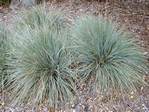 Blue Oat Grass, Helictotrichon sempervirens – Master Gardener Program