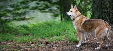 Coydog | Coyote Dog Mix ~ Behavaiour, Info, Sound, Pictures