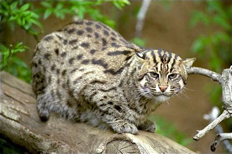 Kodkod, also called güiña, is the smallest wild cat in the Americas. | Small wild cats, Cats ...