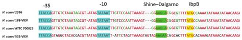 Histophilus somni IbpB promoter and the Shine-Dalgarno sequence motif... | Download Scientific ...