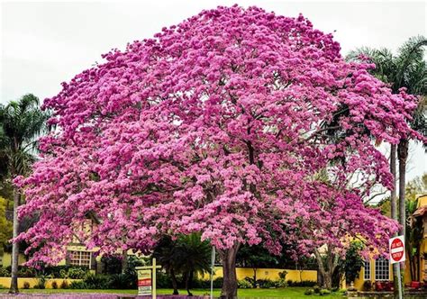 TABEBUIA TREE