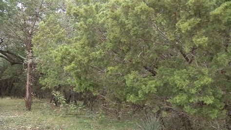 ACHOO! Mountain cedar season is upon us in Central Texas | KEYE