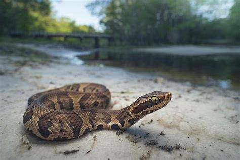 The Most Venomous Snakes Of Florida - WorldAtlas