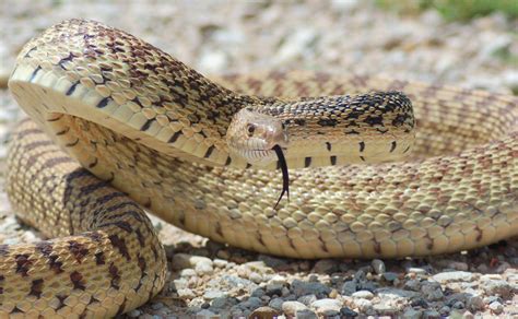 Truly Baffling Facts About Bullsnakes