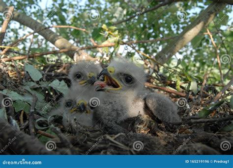 Young White-tailed Eagle Chicks in the Nest Stock Photo - Image of head, eagle: 165219196