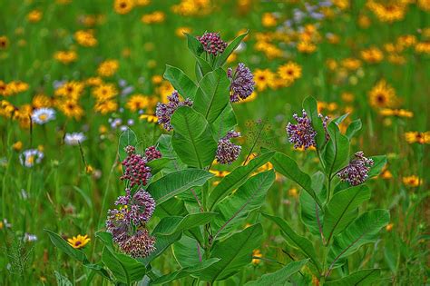 Den'sphotogallery: New hampshire Wildflowers In F-2.8