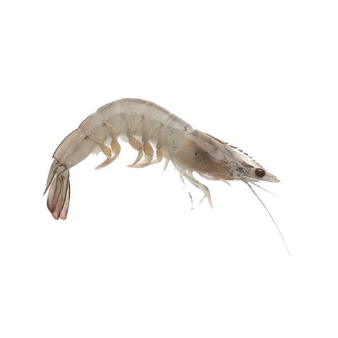 Prawn | Sea World Distribution