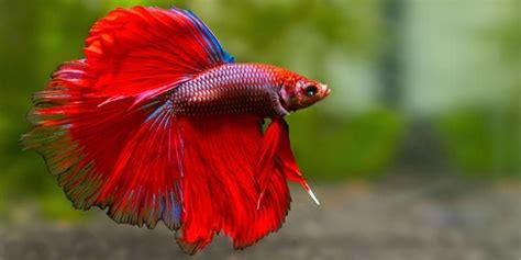 Pesci tropicali d'acquario: 5 esemplari bellissimi | best5.it | Betta, Pesce esotico, Pesce ...