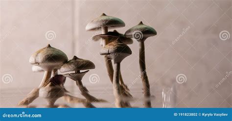 Scientific Research on the Effects of Psilocybin Mushrooms on the Human ...