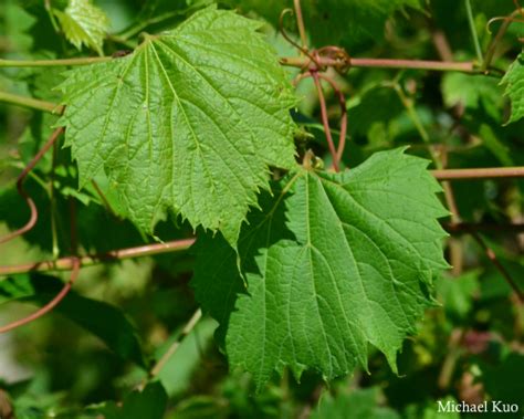 Vitis riparia (riverbank grape) at Midwestnaturalist.Com