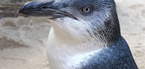 Why New Zealand's National Aquarium (And The Internet) Is Shaming Little Penguin Timmy