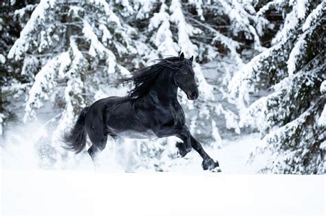 The Fairy Tale Friesian | Friesian horse photography, Horses in snow ...