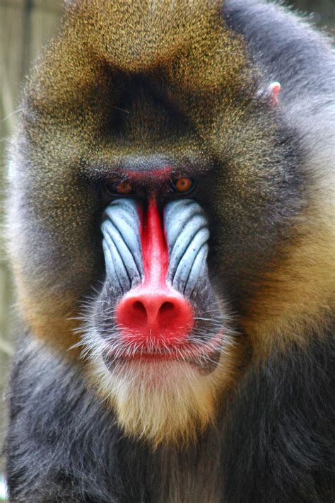 Pinterest | Mandrill, Baboon, Wild animals photos