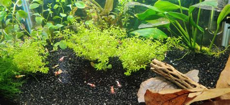 my shrimp aquarium : r/Aquariums