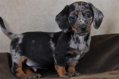 Dachshund puppy (merle) | Dachshund puppy, Puppies, Dogs