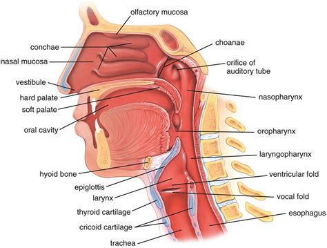 Diagram Of Nasal Passages And Sinuses