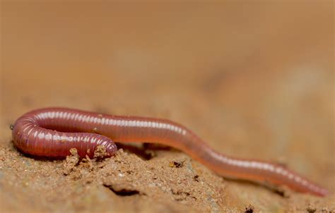 Physical Description Earthworm - The Earth Images Revimage.Org