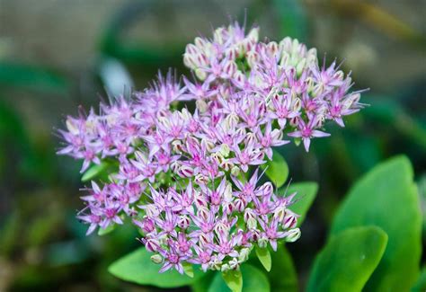 Purple star cluster Photograph by Ronald Grutter | Fine Art America