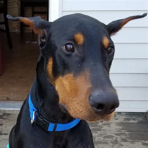 Adopt Archie on Petfinder | Archie, Doberman pinscher, Pinscher