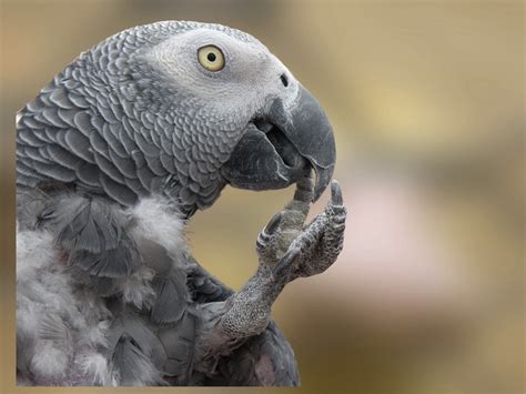 200+ Free Parrot Flying & Parrot Images - Pixabay