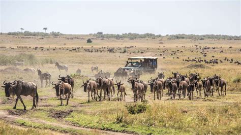 12 Day Kenya & Tanzania Safari Combined tour