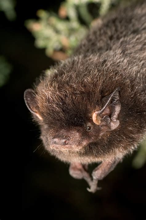 Lasionycteris noctivagans - Bat Conservation International