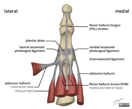 Hallux Rigidus Anatomy