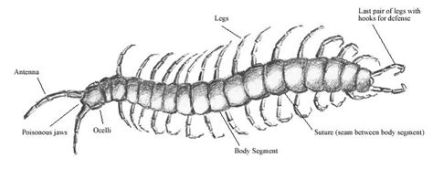 Centipede Anatomy