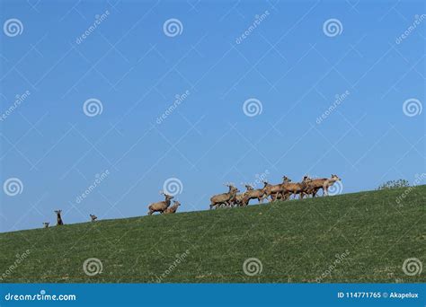 A Herd of Deer Grazing in the Spring on a Green Meadow. Wild Animals in ...