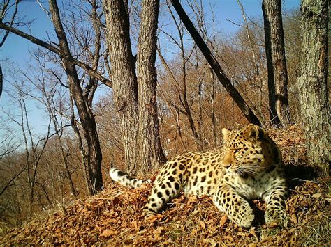 Critically endangered Amur leopard faces new threat | Cornell Chronicle