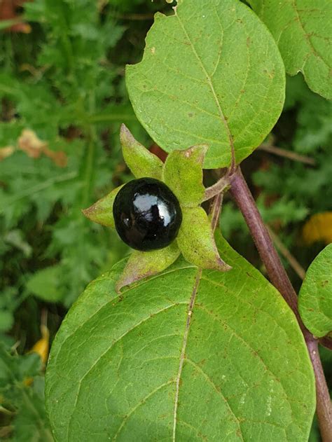 Black nightshade is not poisonous to humans: it has edible leaves and ...