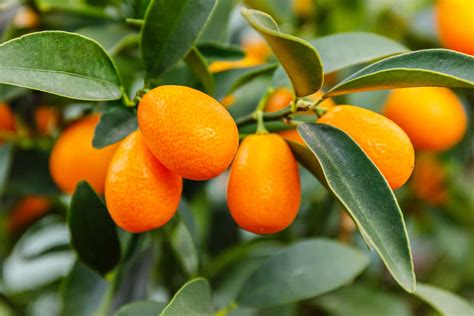 The Meiwa Kumquat - Minneopa Orchards