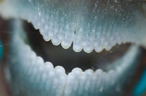 Mouth of parrotfish Photograph by Science Photo Library - Pixels