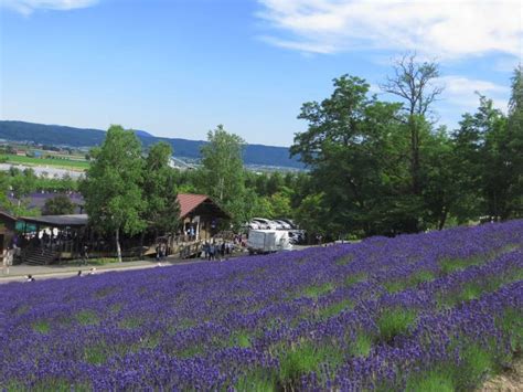 Visiting Hokkaido Lavender Fields & Other Blossoms: Transport Options | Japan Cheapo