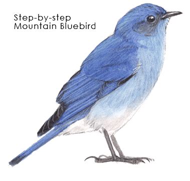 How To Draw A Mountain Bluebird Easy - Draw easy