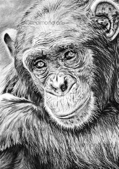 Chimp pencil drawing - Chimpanzee art print Chimp illustration wall art ...