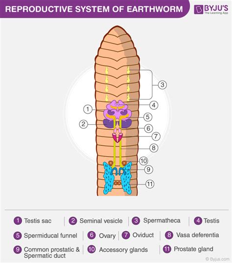 Unique Morphological Features Of Earthworm - The Earth Images Revimage.Org