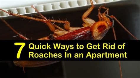 7 Quick Ways to Get Rid of Roaches In an Apartment in 2020 | Roaches, Diatomaceous earth food ...