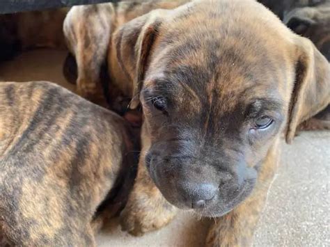 Cute bullboxer puppies for adoption in Phoenix - Puppies for Sale Near Me