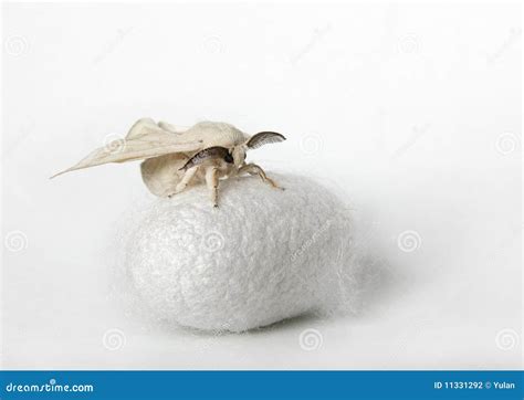 Silk Moth on Silk Cocoon stock photo. Image of textile - 11331292