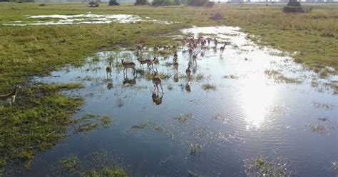 Lechwe relaxing and running through water in the Botswana Okavango Delta, Aerial, Stock Video ...