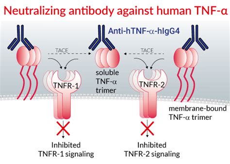 Anti-TNF-alpha IgG4 | Adalimumab Biosimilar Antibody