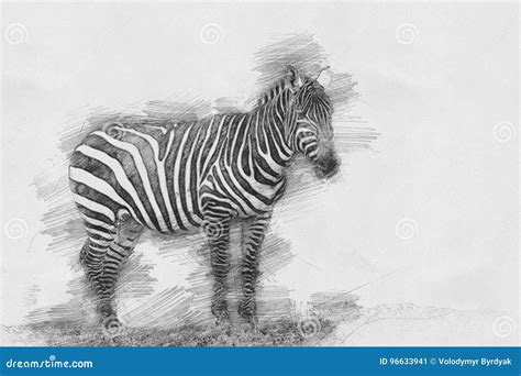 Zebra. Sketch with pencil stock illustration. Illustration of face - 96633941