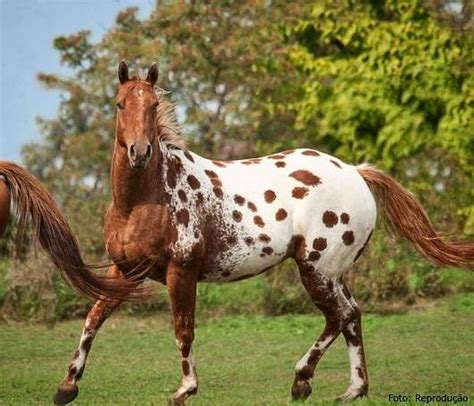 APPALOOSA HORSES on Instagram: “#appaloosa #appaloosas #horse #horses # ...