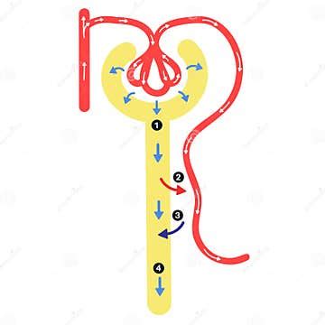 Anatomy of Nephron : Urine Formation. Stock Vector - Illustration of ...