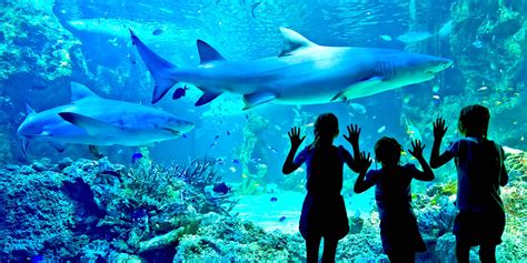 Sea Life Sydney Aquarium | Rydges World Square