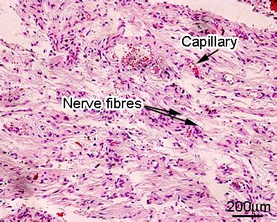 Glandular tissue: The Histology Guide