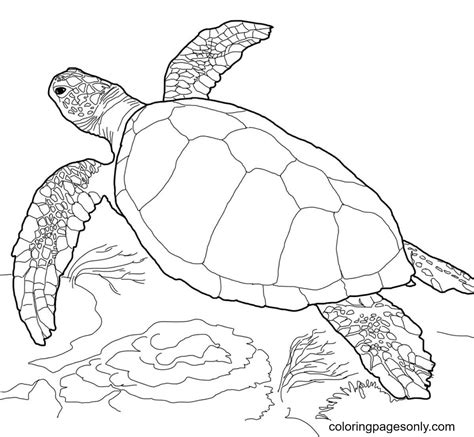 Turtle Coloring Pages Printable for Free Download