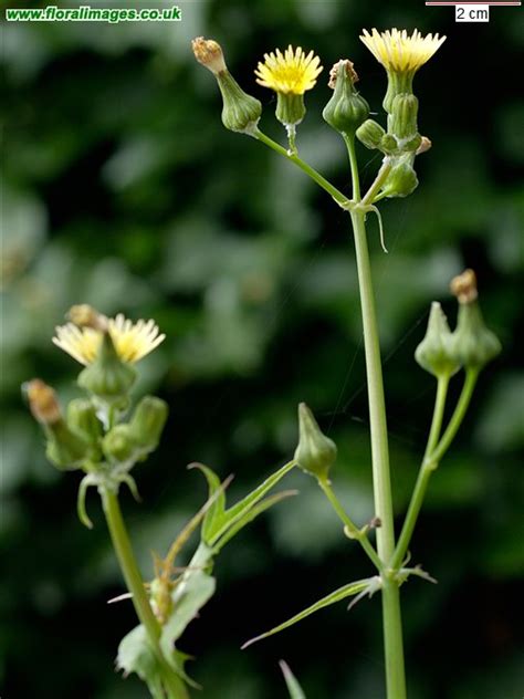 Sonchus oleraceus, picture 1 of 5